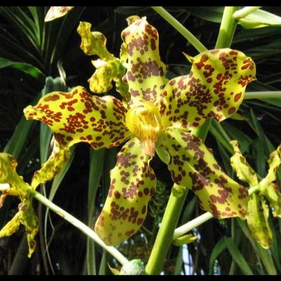 GRAMMATOPHYLLUM SPECIOSUM / ANGGREK TEBU VARIGATA