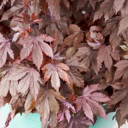 TANAMAN HIBISCUS PANAMA RED