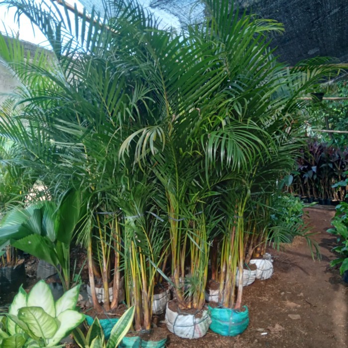 TANAMAN HIAS POHON PALEM KUNING BESAR TINGGI 1,5 METER