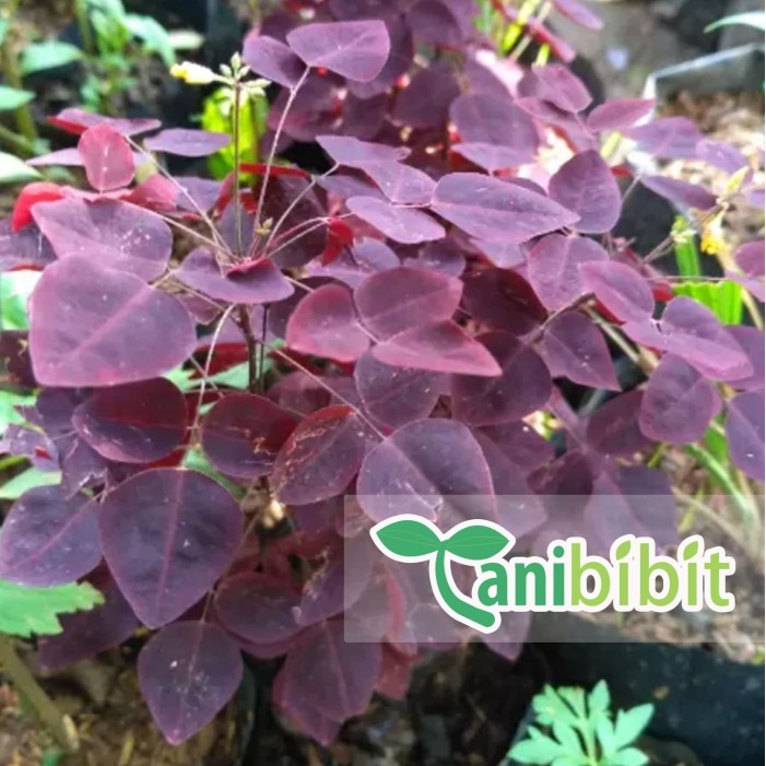 BIBIT TANAMAN CALINCING UNGU - SEMANGGI UNGU (OBAT HERBAL)