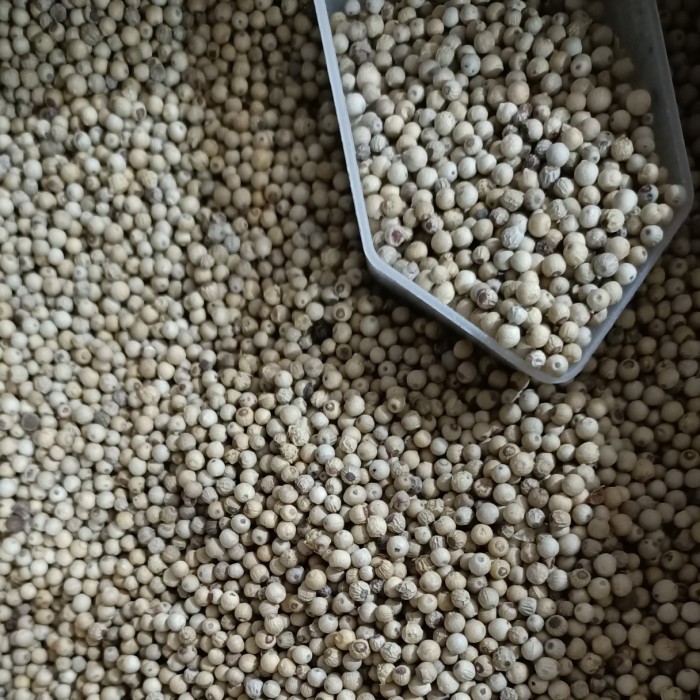 

Biji Lada Putih Asli Kalimantan-White Pepper-Sahang Biji-Biji Merica