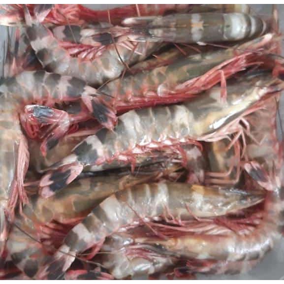 udang windu / tiger 1 kg