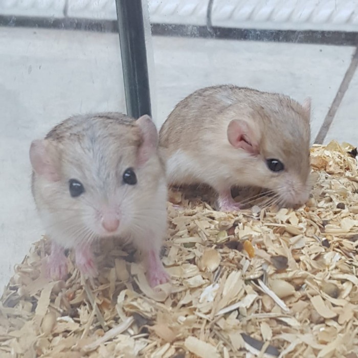 gerbil fat tail jantan