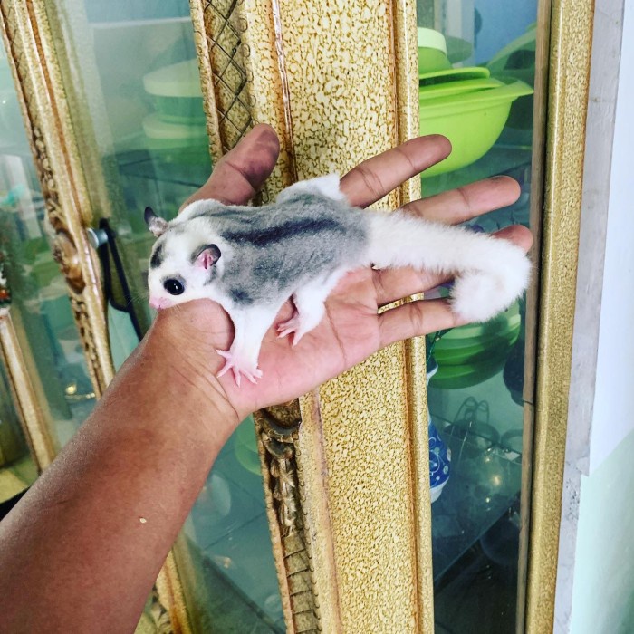 sugar glider mozaic joy