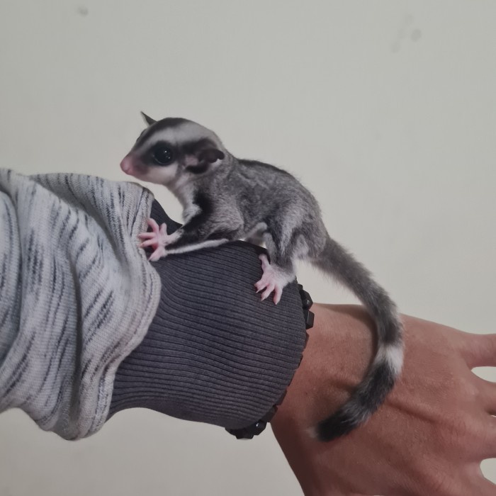 Sugar glider mozaic ringtail