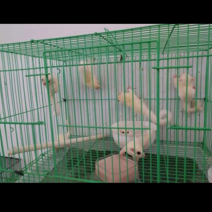 sugar glider sg leucistic joy murah meriah