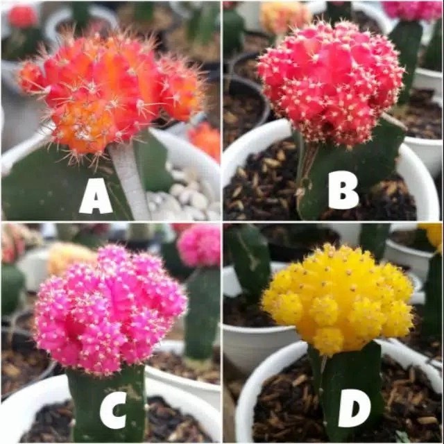 [Hiasan] Kaktus Gymno Import Moon Cactus Ruby Mini Sukulen Tanaman Hias Murah [Taman]