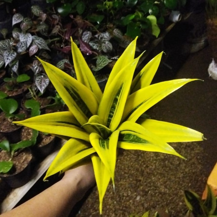 [Bibit] Tanaman Hias Sansevieria Golden Flame Lidah Mertua [Unggul]