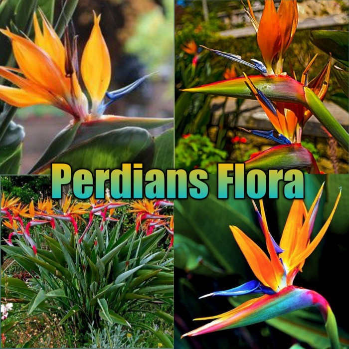 [Bibit] Tanaman Hias Bird'S Of Paradise Heliconia [Unggul]