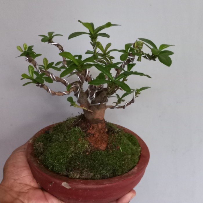 Terlaris Bonsai Mame Asoka Mikro