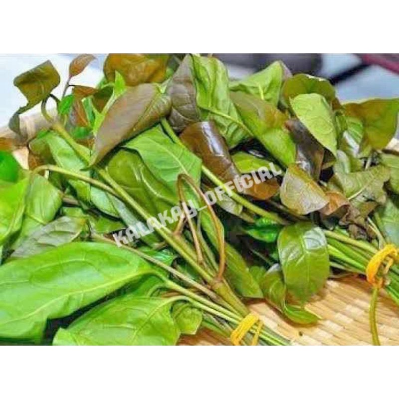 

Daun Tangkil / Daun Melinjo Sayur Per Ikat, Sayuran Herbal Daun Melinjo