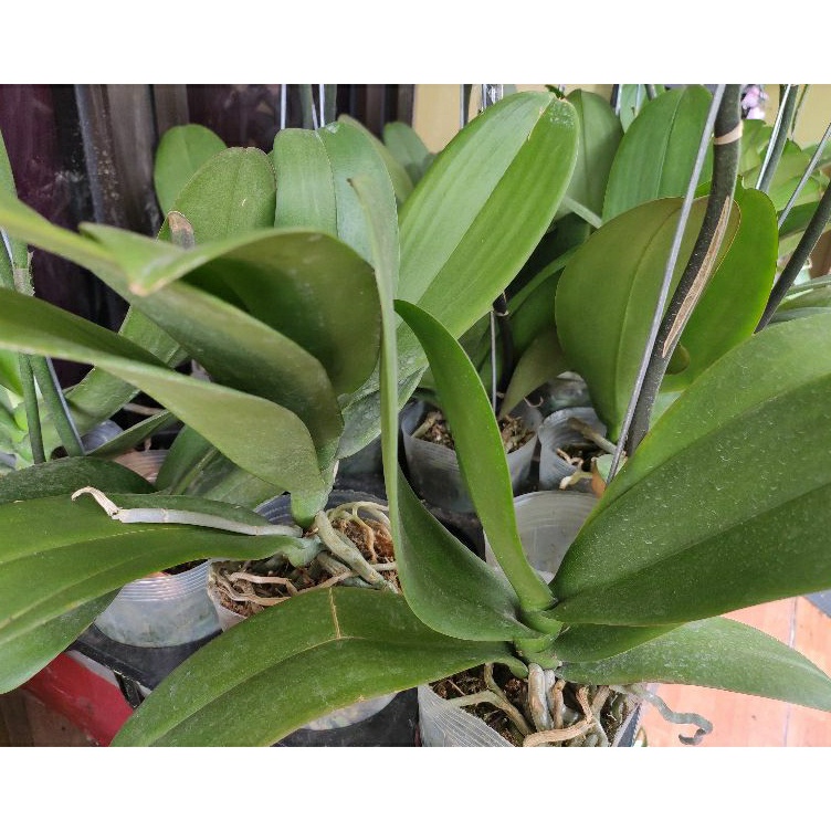 ' CR Promo anggrek bulan JUMBO pasca bunga ❉ ➳