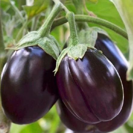 

Terong Mini Ungu Lokal Spy