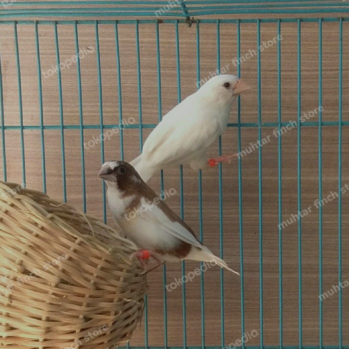 Terlaris Pasangan Emprit Jepang/Society Finch