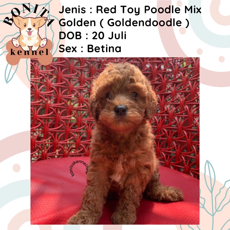 Golden Retriever Mix Red Toy Poodle Anakan Anjing Poodle Golden Goldendoodle
