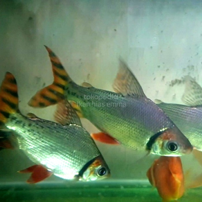 IKAN HIAS RED FEIFENG TANKMATE PREDATOR ARWANA PEMBERSIH LUMUT RFF