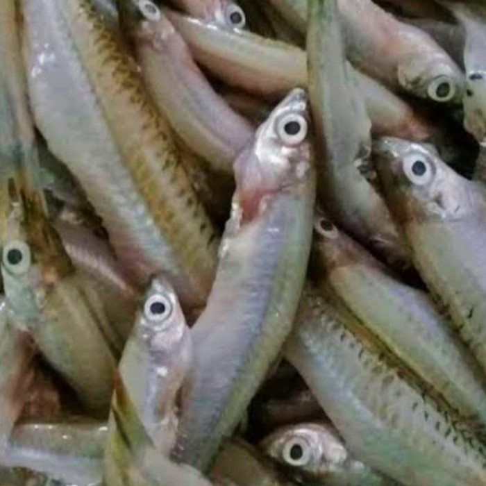 

ikan seluang segar 250 gram-pos sayur palembang