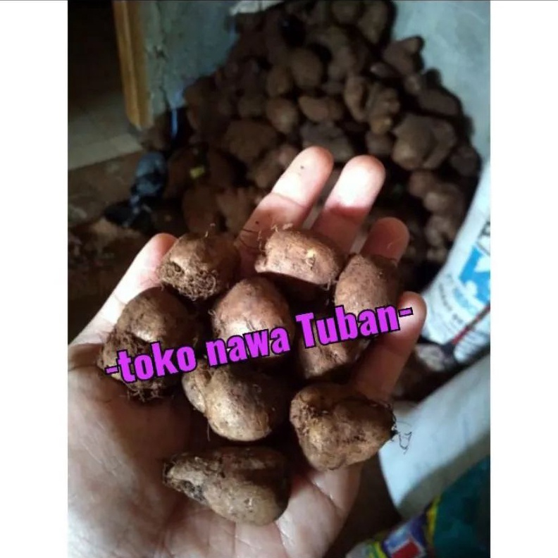 

GHYM7056 KENTANG HITAM SUPER 1KG,sabrang, kentang Hitam,kleci, kentang bulu