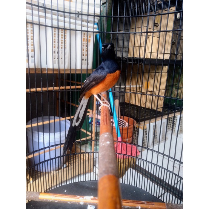 Terlaris Murai Batu Medan Jantan Pastol Gacor