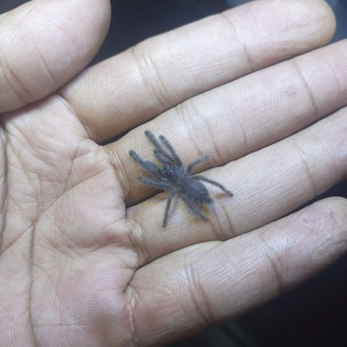 Terlaris Cyriopagopus Sp Hati Hati