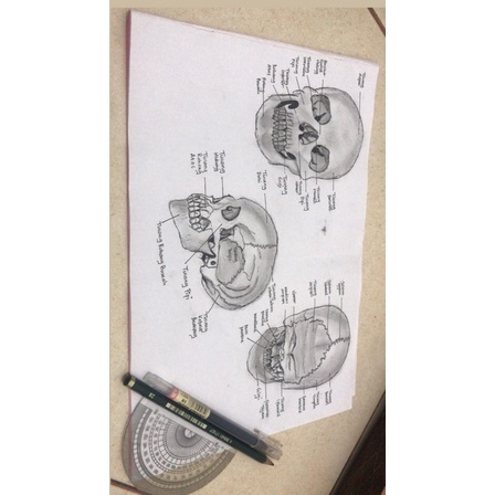 

homemade gambar cranium anatomi