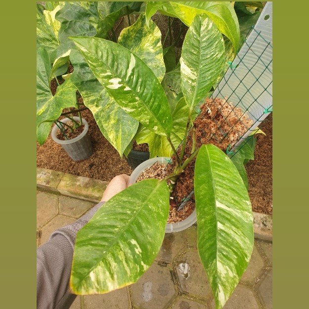 MUST HAVE RHAPHIDOPHORA FORAMINIFERA VARIEGATA 4 DAUN 1 TUNAS TERLARIS