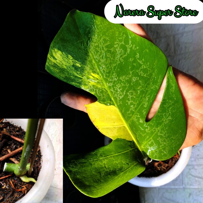 BAYAR DITEMPAT Monstera Marmorata Aurea Yellow Variegata Real Pict Murah Ekonomis /GUNTING