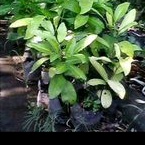 Bibit Cendana wangi, santalum album,bibit tanaman pohon cendana bali sudah lebat perpohon