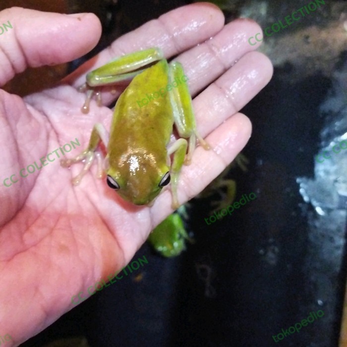 dumpy frog katak pesek bukan pacman toys