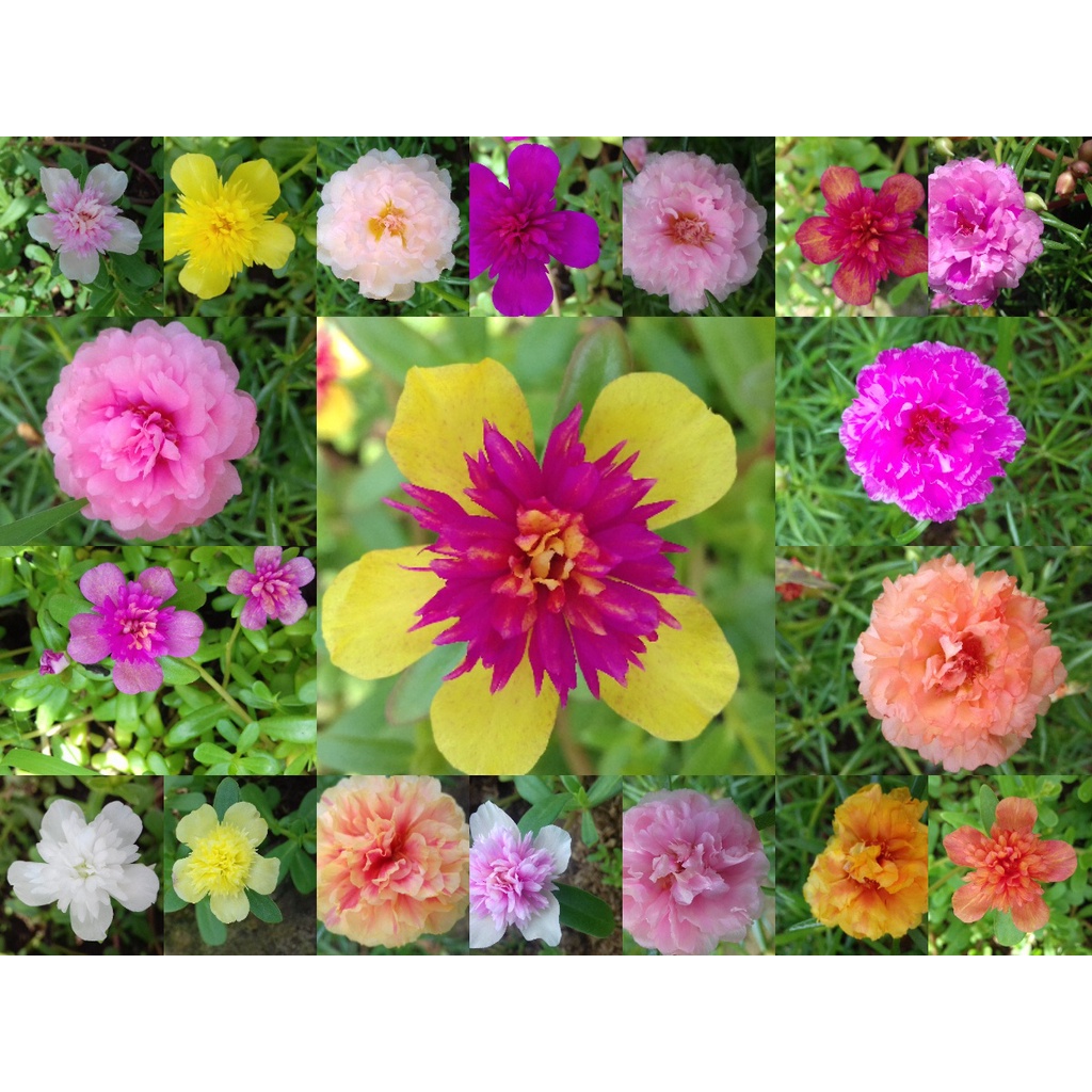 BIBIT BUNGA KROKOT WARNA WARNI KROKOT TUMPUK PER WARNA 7 STEK / MIX  19 WARNA