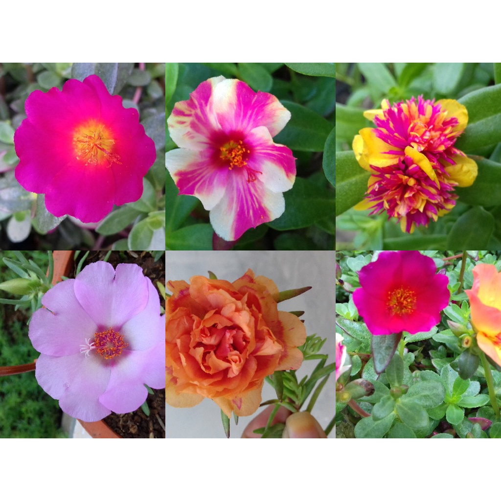 BIBIT BUNGA KROKOT WARNA WARNI KROKOT TUMPUK PER WARNA 7 STEK / MIX  16 WARNA