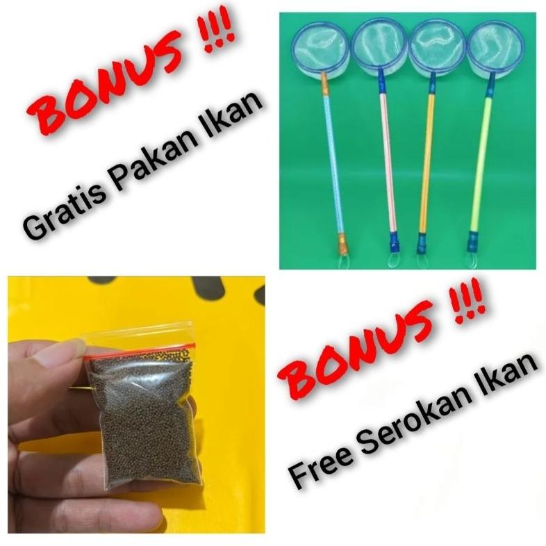 BUS307 AQUARIUM MINI FULLSET DENGAN POMPA DAN FILTER / AQUARIUM AKRILIK FULLSET / AQUARIUM / AQUARIU