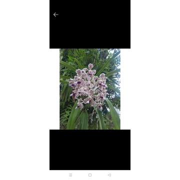 Vanda tricolor spike