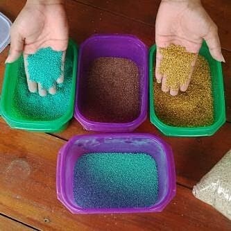 Benih bibit rumput gajah mini - bibit rumput gajah mini