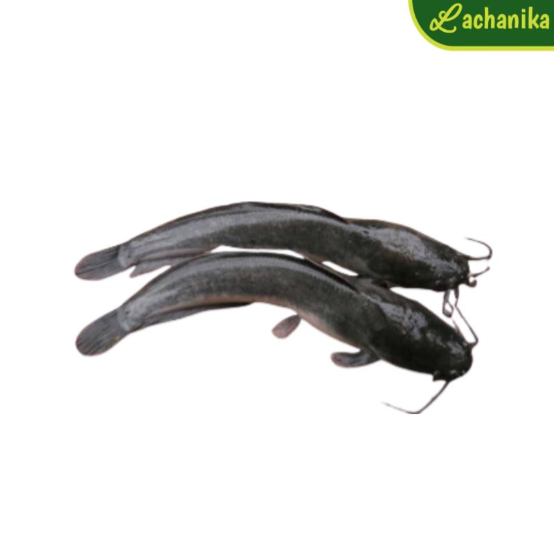 

Ikan Lele Fresh