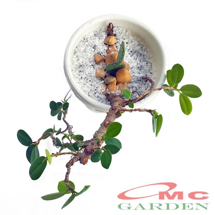 Tanaman Hias Pohon Bonsai Mame Beringin Korea Dolar Mini Kaktus best deal