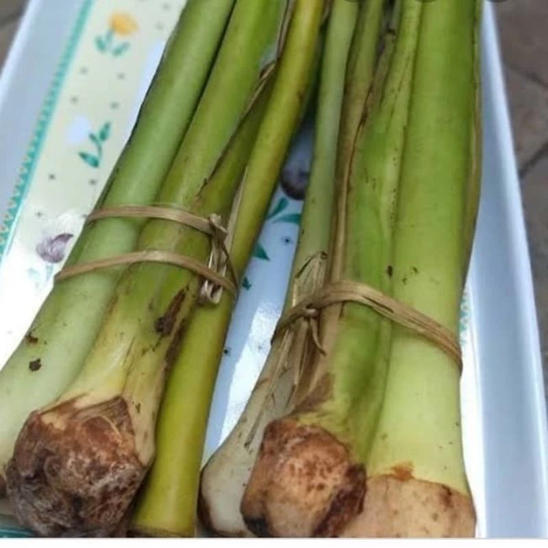 

Batang lompong/talas fresh murah terlaris di ambil dadakan