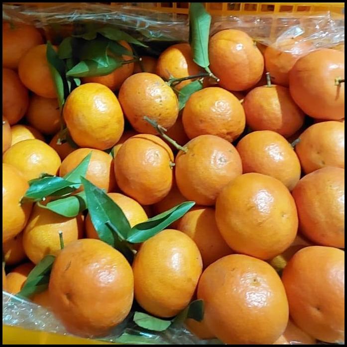 

DISKON BUAH JERUK ORANGE DONGFENG ENAK 7 KG/ JERUK IMPORT FRESH/ KADO NATAL !!!!