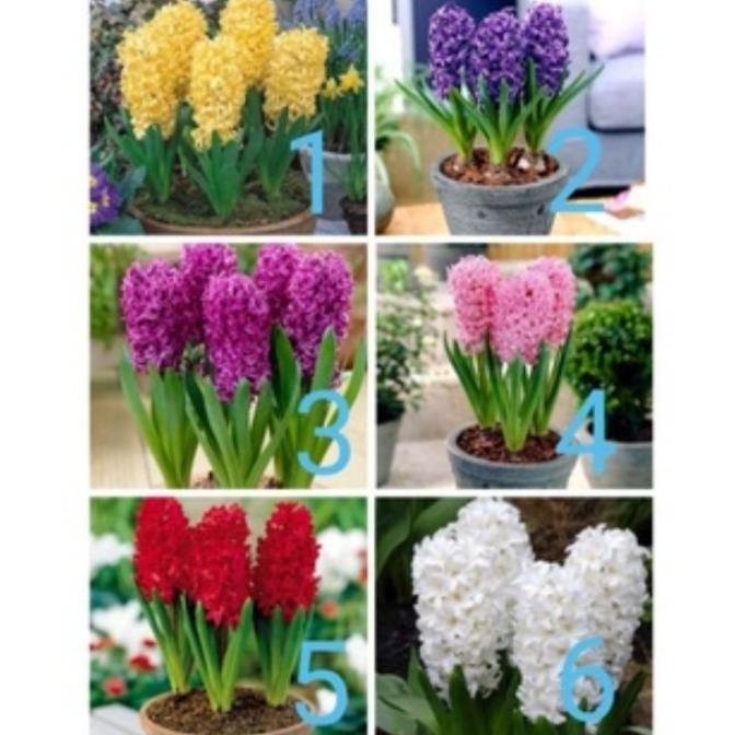 tanaman hias paket 17 Bakung amarilis bunga warna warni Cantik|Bagus 632