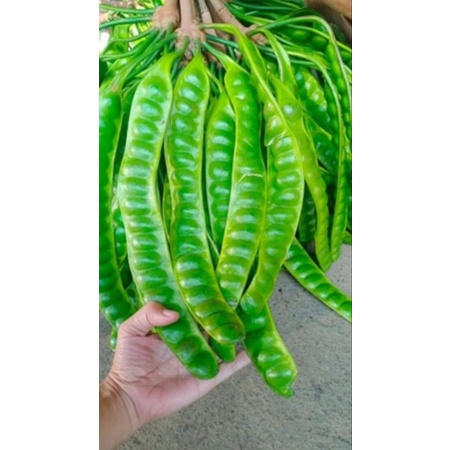 

PETE 10 PAPAN SEDANG FRESH
