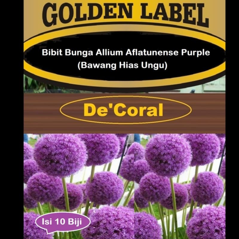 Bibit Bunga Allium Aflatunense Purple | Benih Bawang Hias Ungu
