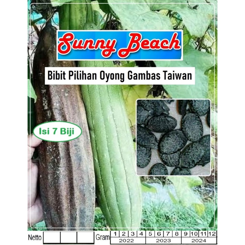 Bibit Pilihan Oyong Gambas Taiwan|Benih Oyong Gambas Taiwan|Oyong
