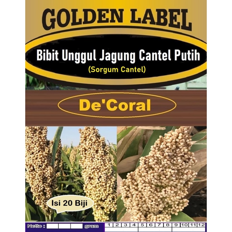 Bibit Unggul Jagung Cantel Putih|Biji Benih Sorgum Cantel|Bibit Sorgum