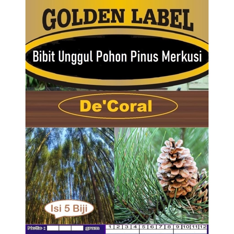 Bibit Unggul Pohon Pinus Merkusi | Biji Benih Pohon Pinus Merkusi