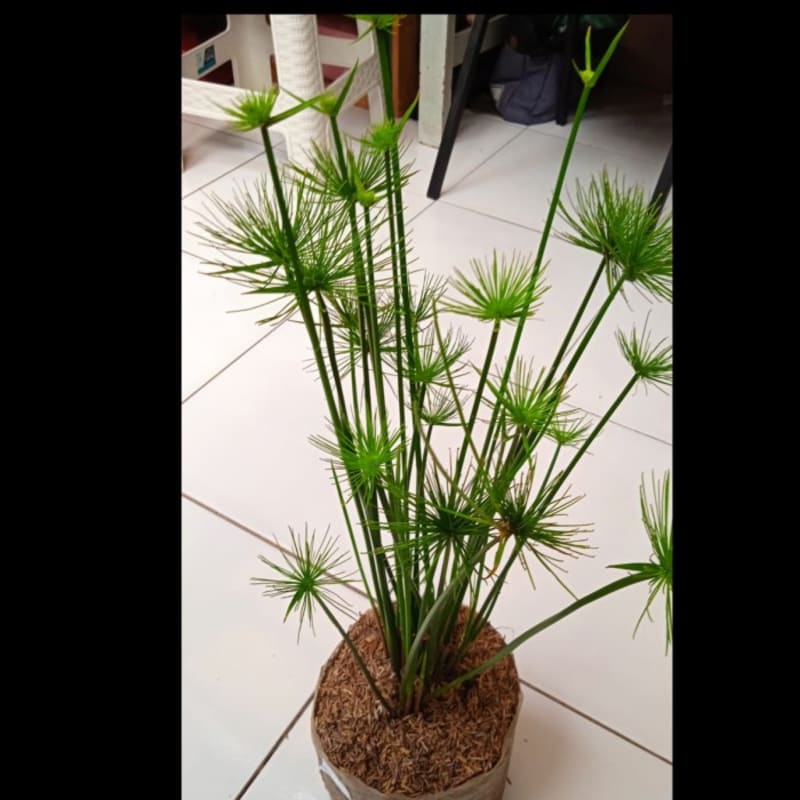 Tanaman Giant Papyrus | Tanaman Hias Papirus |Pohon Papirus