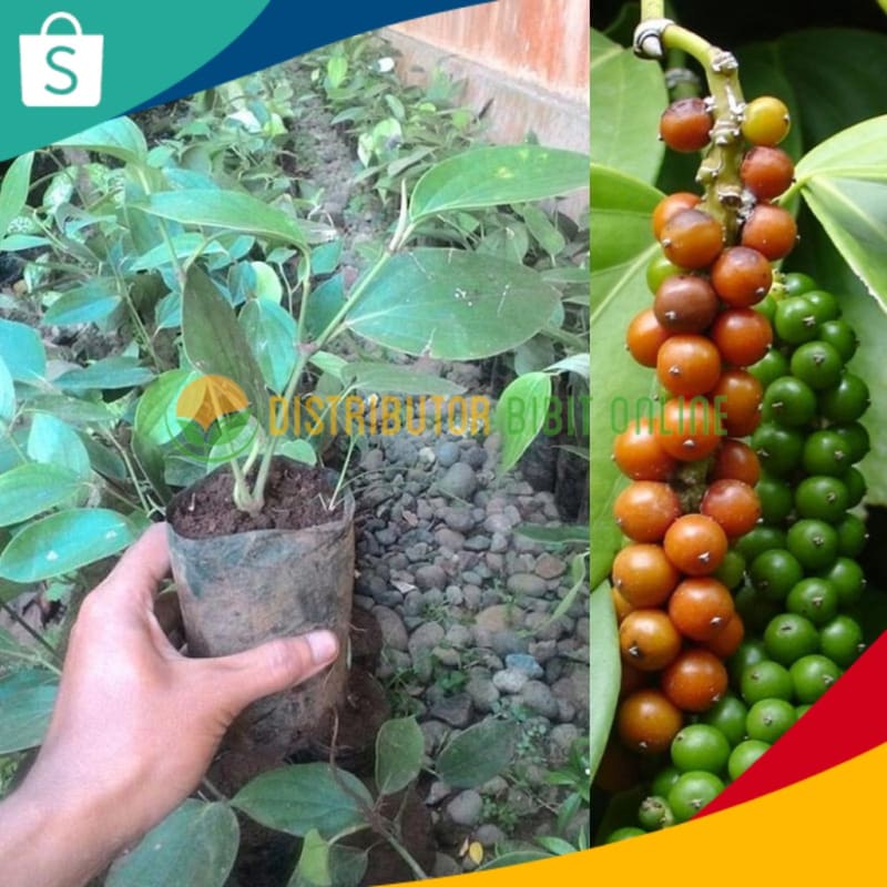 Bibit Lada Perdu Siap Tanam Tambulampot