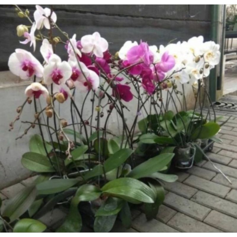 bundling angbul mekar knop 2 140k