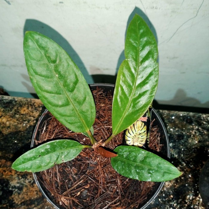 ✅Ori Ragam'S: Tanaman Hias Anthurium Superboom Classic - Superbom Klasik Bisa Gojek