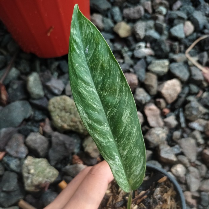 ✅Ori Rhaphidophora Megasperma Superstar Bisa Gojek