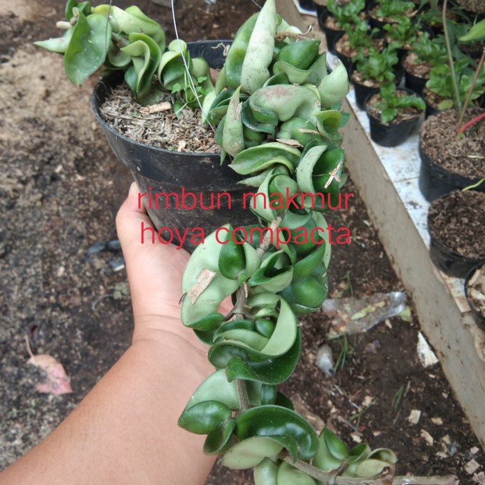 ✅Ready Tanaman Hidup Hoya Compacta/Tanaman Gantung Hoya Compacta Terbaru